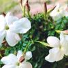ジャスミン(茉莉花)の花言葉｜怖い意味がある？香りの効果や花の特徴は？の画像