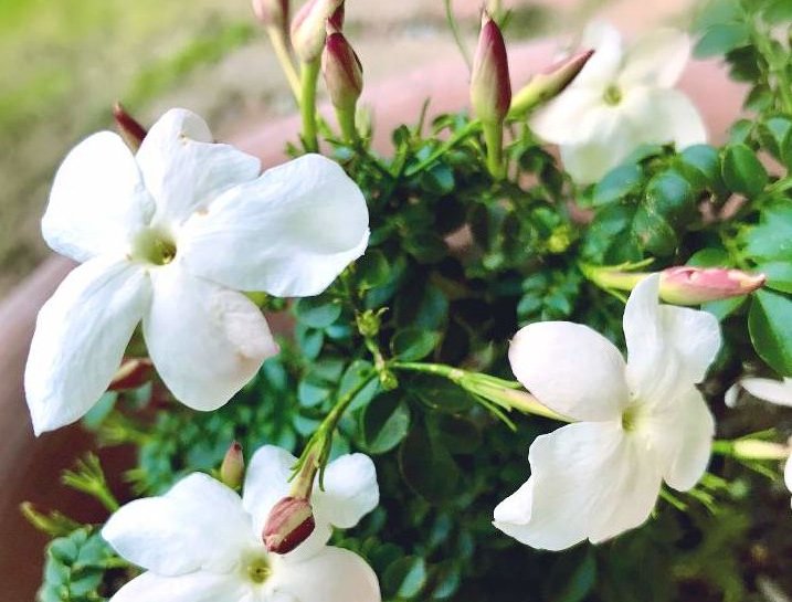 ジャスミン 茉莉花 の花言葉 怖い意味がある 香りの効果や花の特徴は Greensnap グリーンスナップ