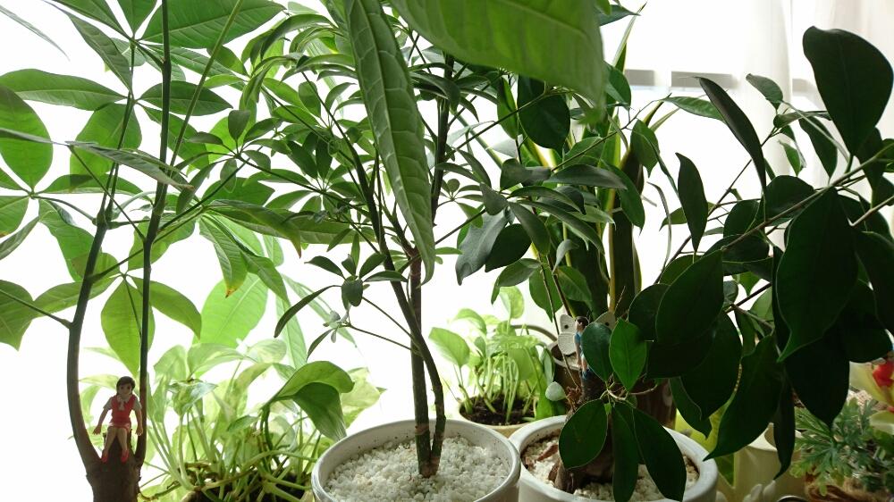 初心者におすすめの観葉植物16選 室内で簡単に育つのはどれ Greensnap グリーンスナップ