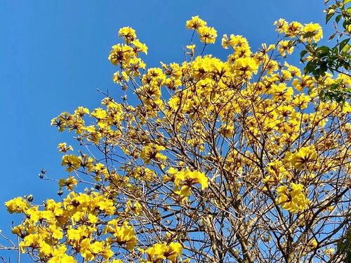 日本の国花は 桜 と 菊 どっち 世界の国花一覧 Greensnap グリーンスナップ