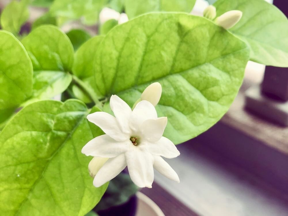 マツリカ　国花