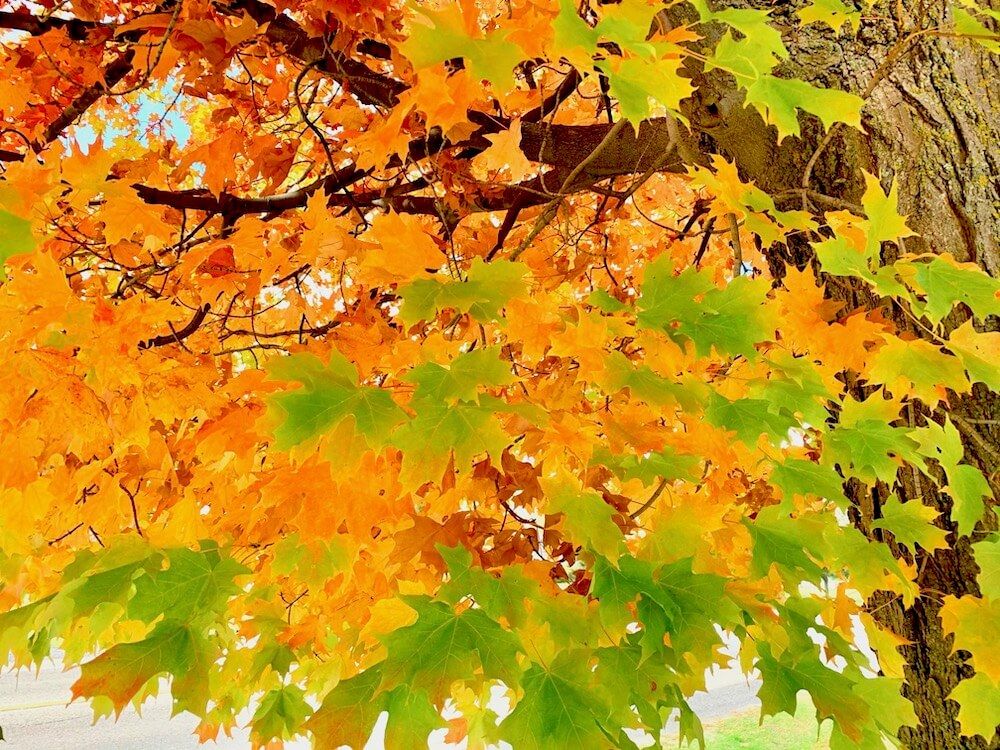 <a href="https://greensnap.jp/post/11440159" target="_blank">Photo by Cosmic Rabbitさん@GreenSnap</a>