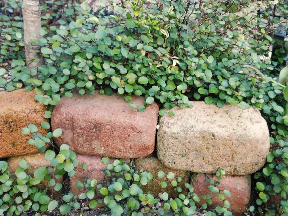 ワイヤープランツ グランドカバー