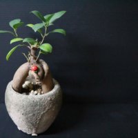 ガジュマルの育て方 土選びや水やり頻度は 部屋のどこに置くのがよい Greensnap グリーンスナップ