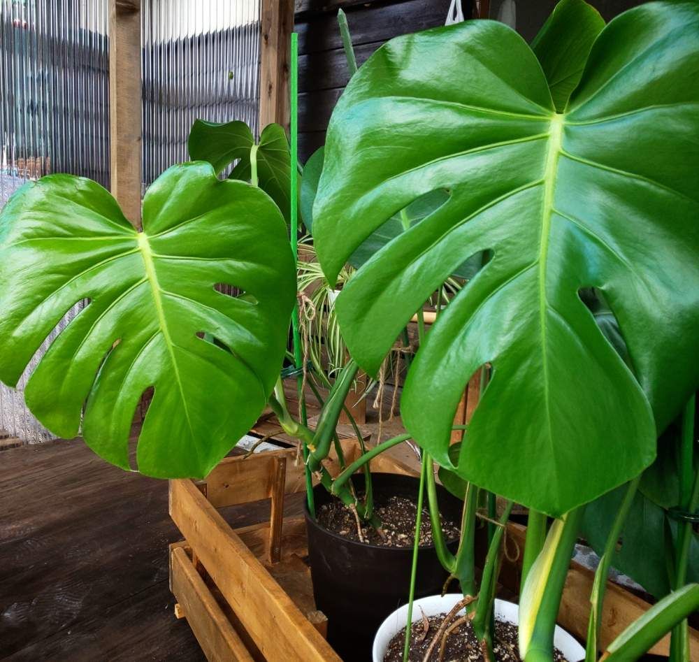 モンステラ by ta888