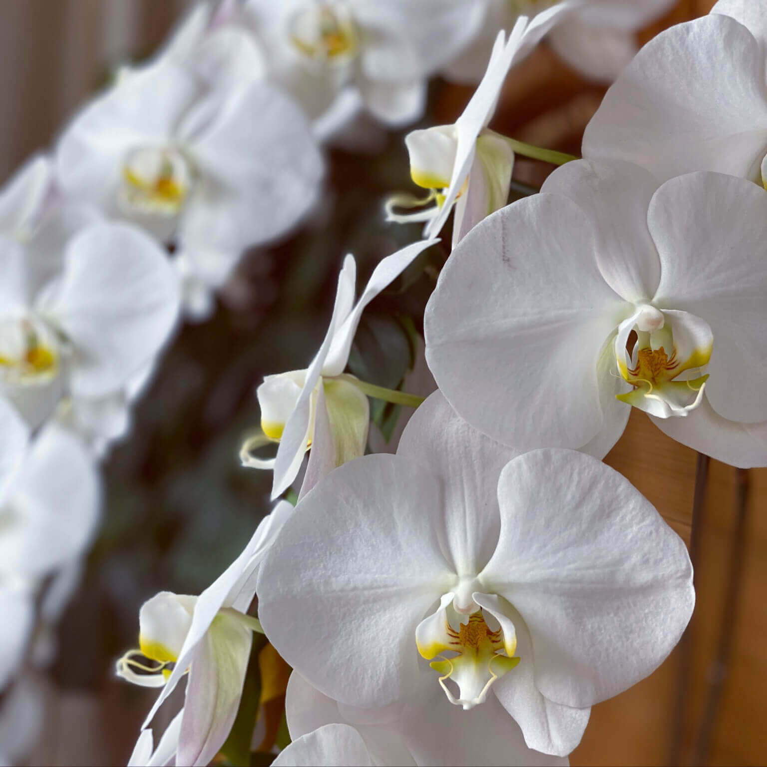 胡蝶蘭の花言葉 色別の意味や花の特徴 種類は お祝いに贈ろう Greensnap グリーンスナップ