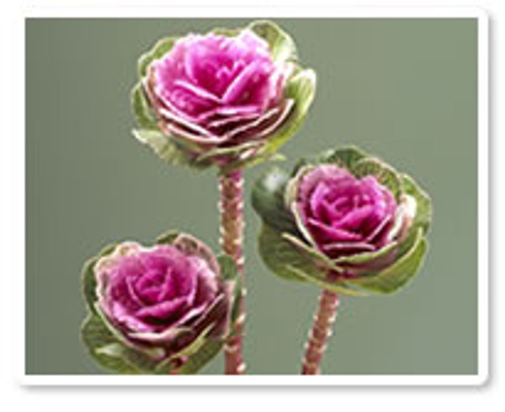 プラチナケール