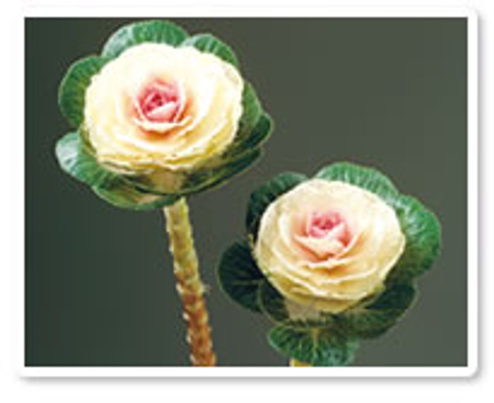 プラチナケール