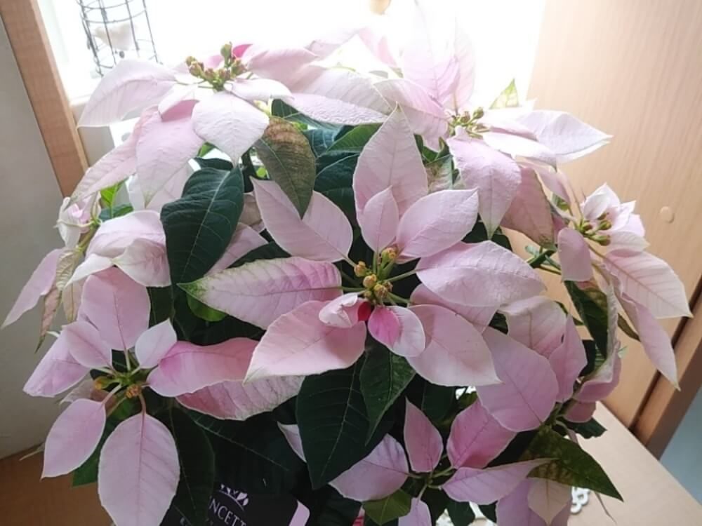 ポインセチア　フォトコン