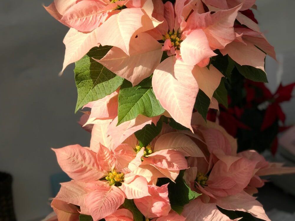 ポインセチア　フォトコン