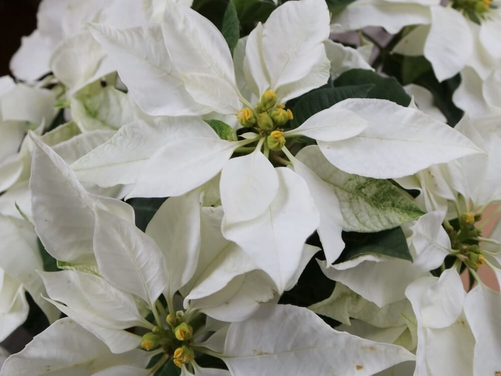 ポインセチア　フォトコン