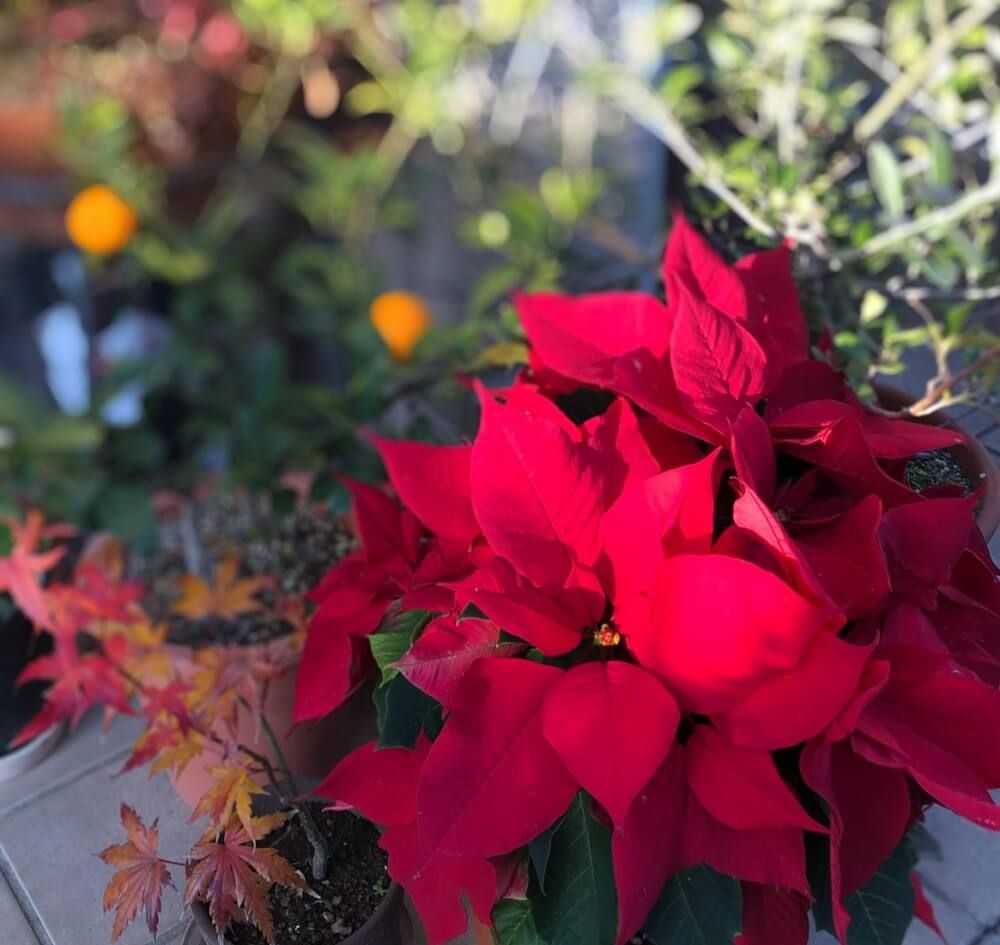 ポインセチア　フォトコン