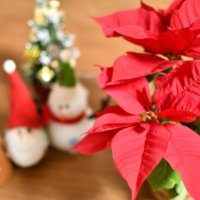 ポインセチアの花言葉｜クリスマスに飾る意味は？何色の種類がある？の画像