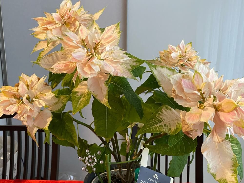 ポインセチア　フォトコン