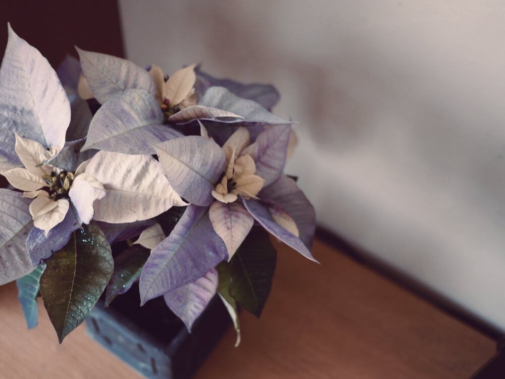 ポインセチア　フォトコン