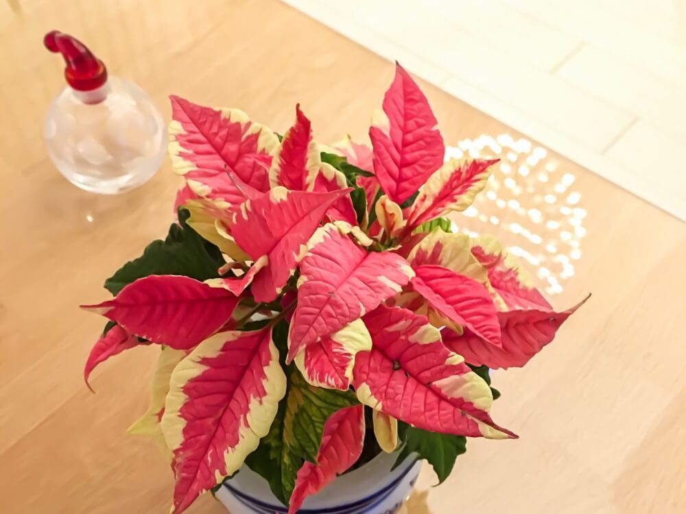 ポインセチア　鉢植え　赤い葉