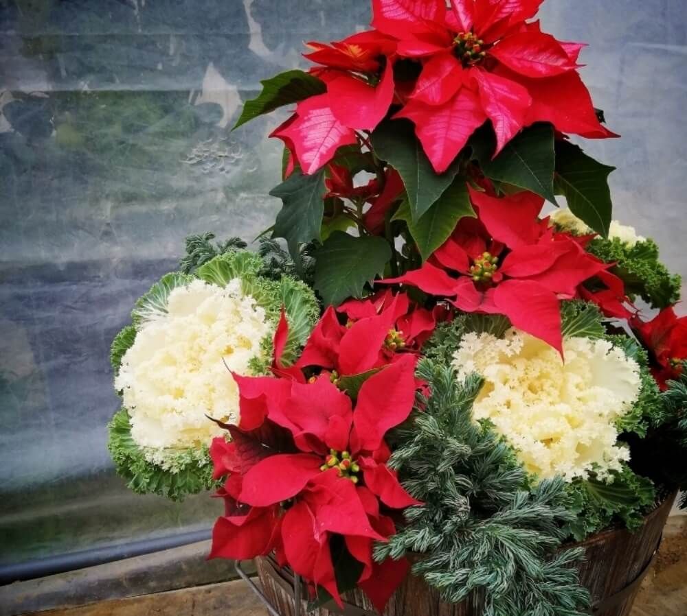 ポインセチア　フォトコン