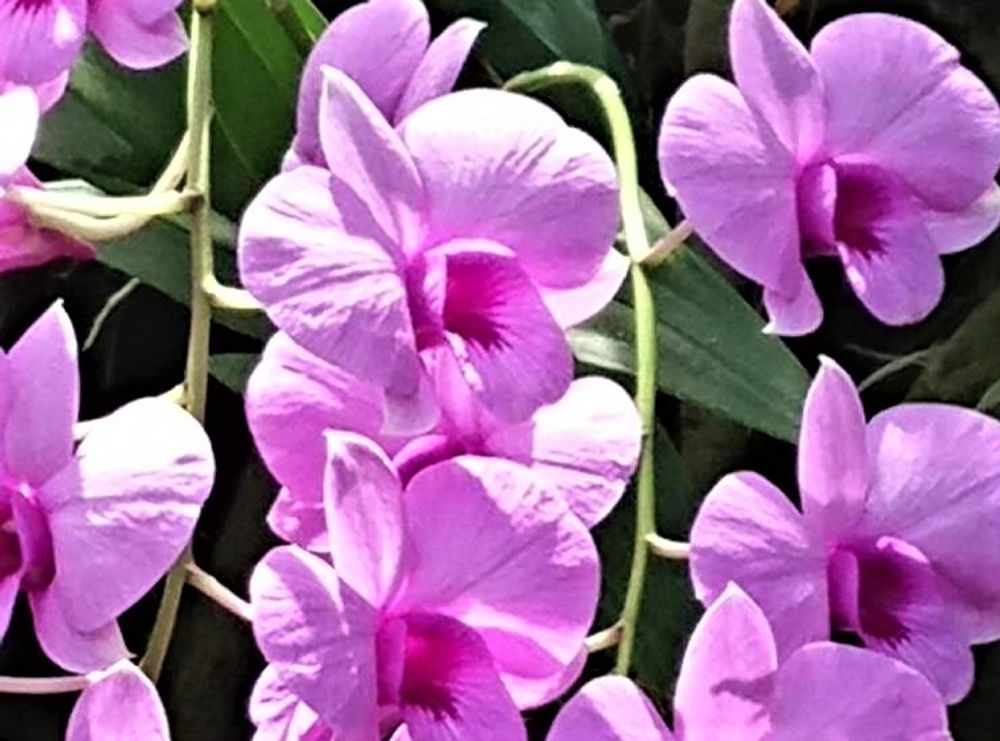 デンドロビウム