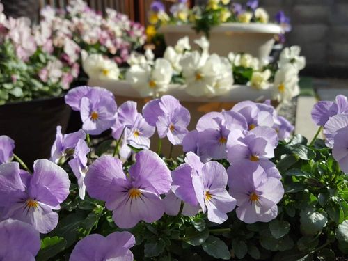 冬の花図鑑30選 冬に咲く花の種類 花壇や室内の鉢植えにおすすめなのは Greensnap グリーンスナップ