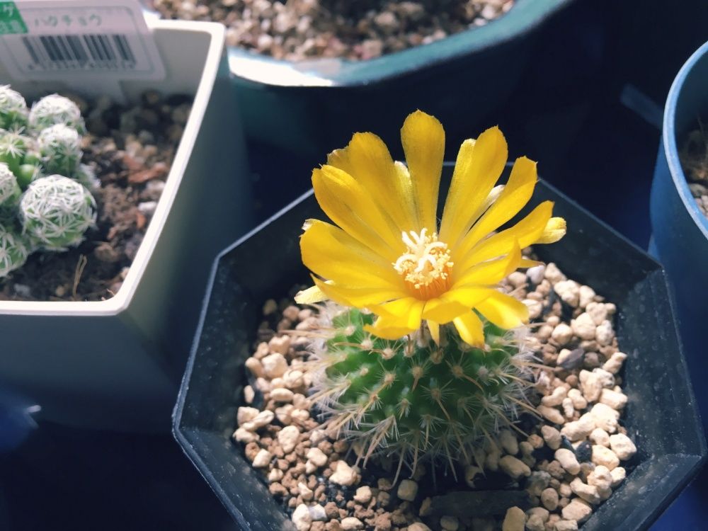 サボテン　錦繍玉