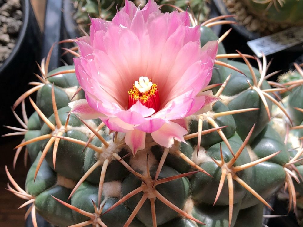 サボテン　象牙丸