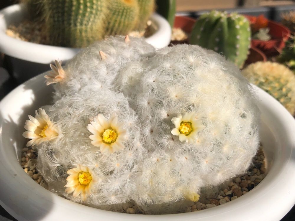 サボテン　白星