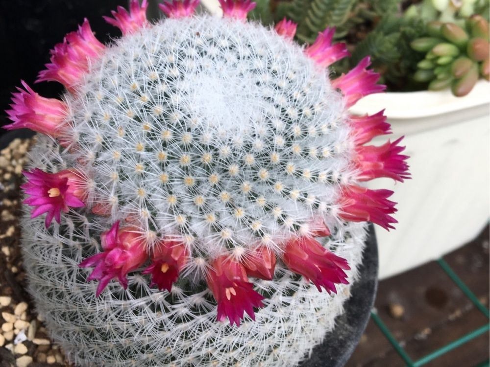 サボテン　白玉殿