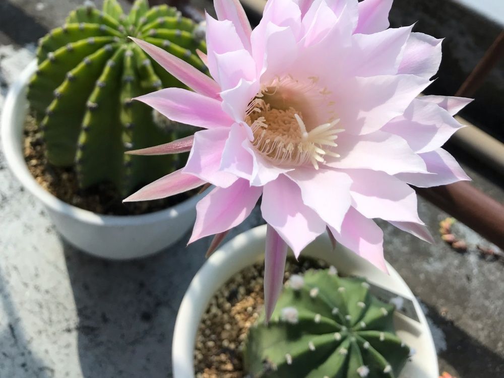 サボテン　短毛丸