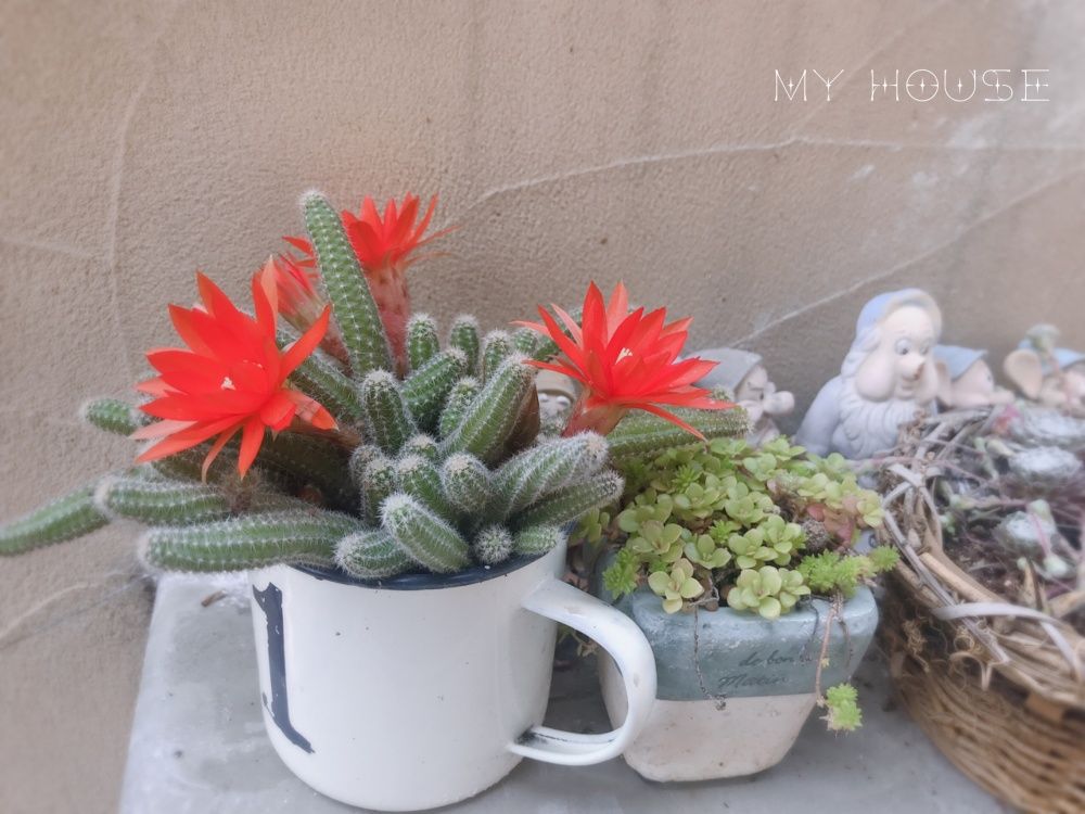 サボテン　白檀