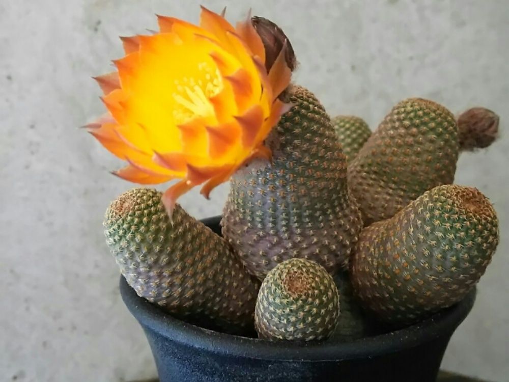 サボテン　黒斜子