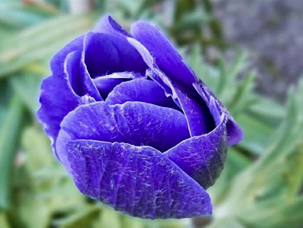 アネモネ　紫色の花