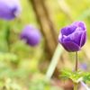 エーデルワイスの花言葉 種類や怖い意味はある 日本でも花は見られる Greensnap グリーンスナップ