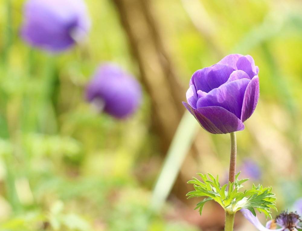 悲しい 切ない 失恋の花言葉をもつ花10選 そのほかにも意味はある Greensnap グリーンスナップ