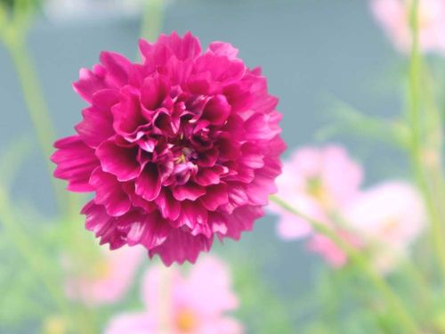 コスモス 秋桜 の花言葉 色によって怖い意味もある 見頃の季節はいつ Greensnap グリーンスナップ