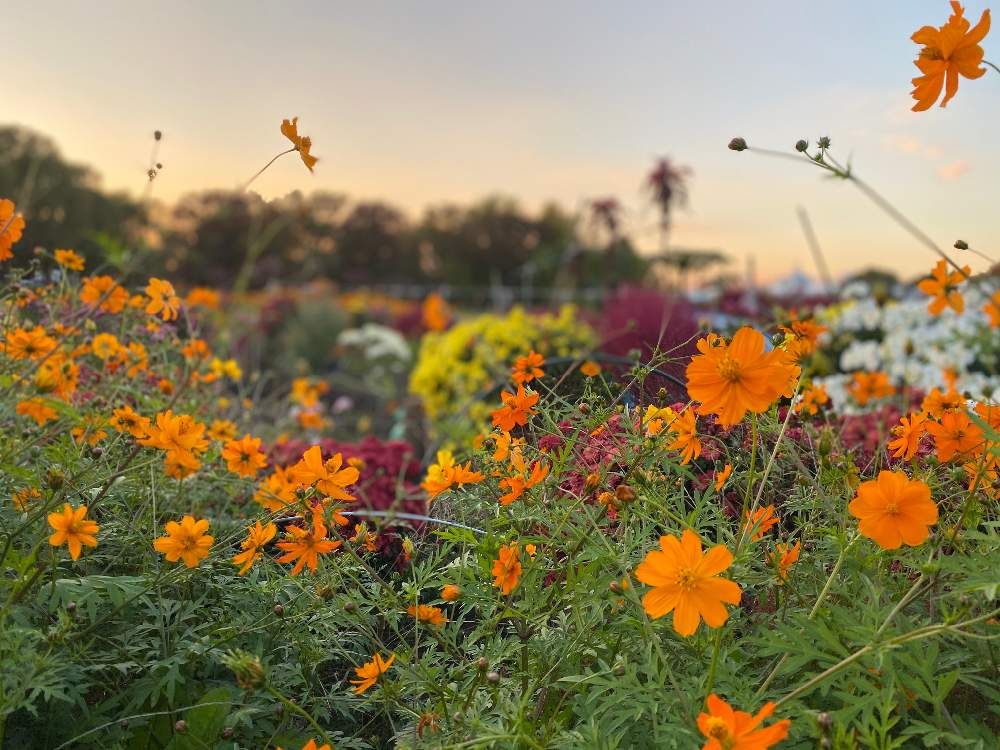 キバナコスモス　オレンジコスモス　オレンジ色の花　夕焼け