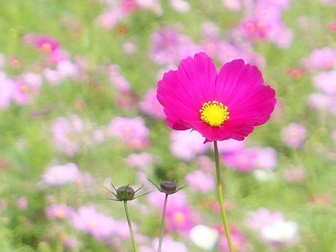 コスモス・ベルサイユ　ピンク色の花