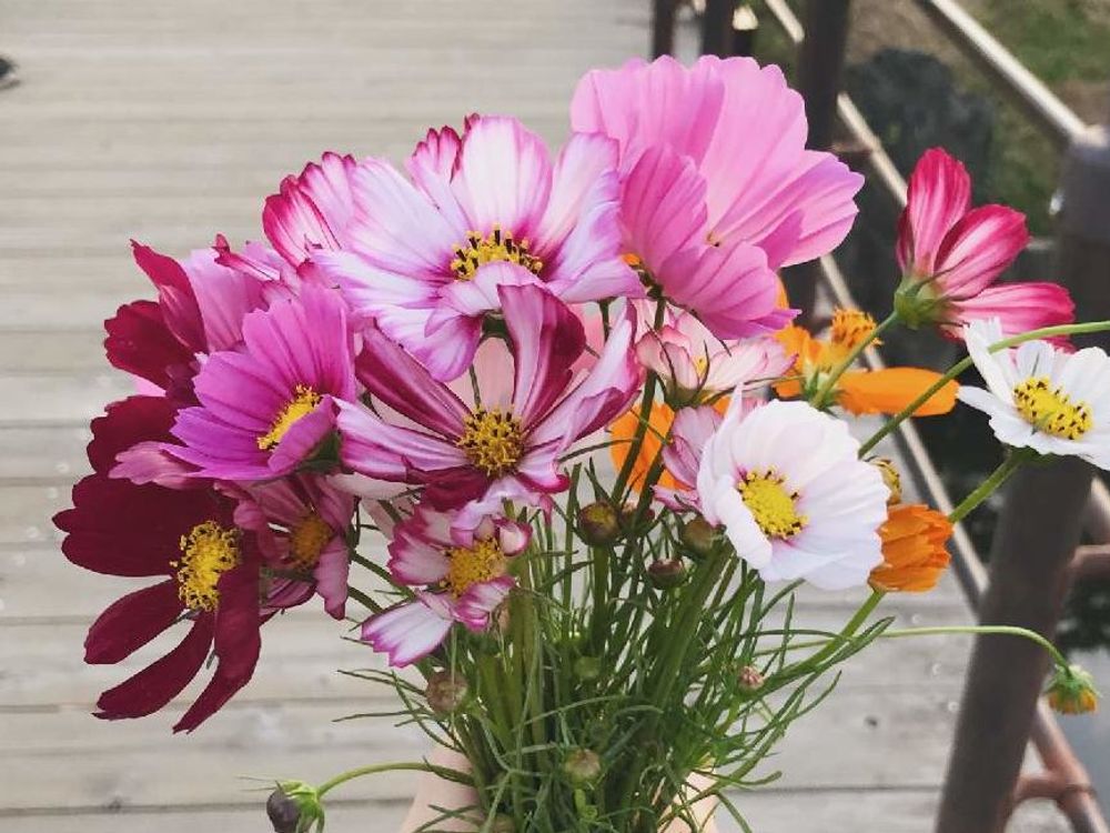 キバナコスモス　花束　ピンク色の花