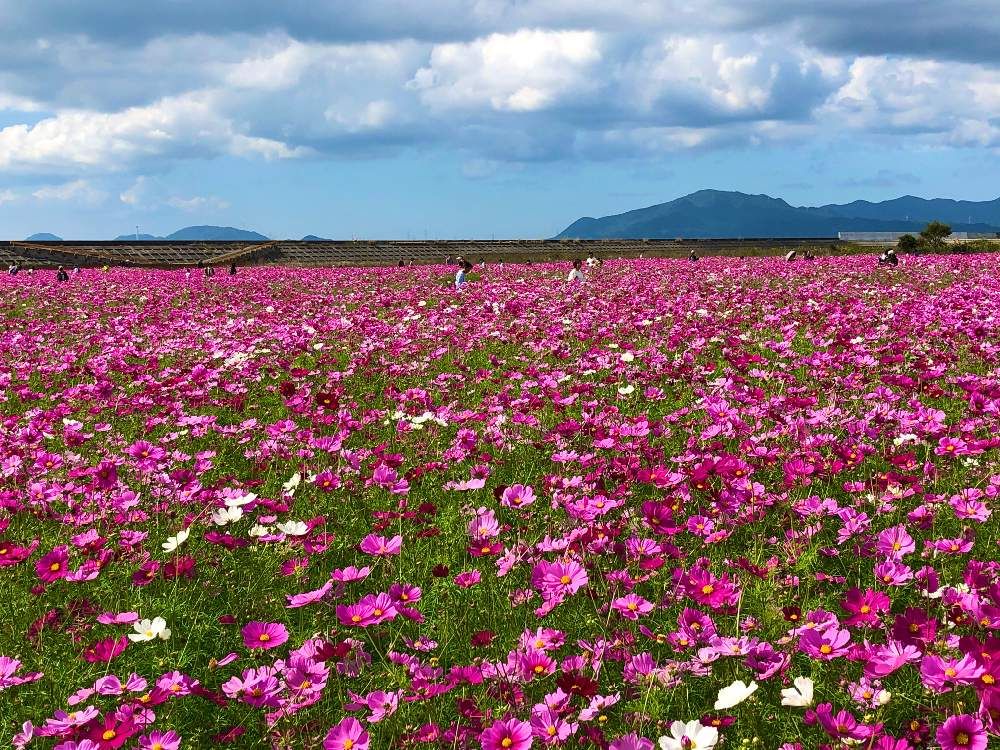 コスモス(秋桜)　ピンク色の花　花畑　青空