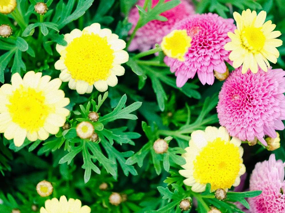 マーガレット　サッシ―コンパクト