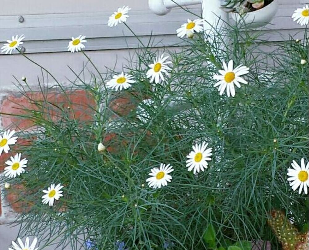 マーガレット　チェルシーガール