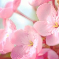 【冬の花図鑑】冬に咲く花の種類は？それぞれの開花時期はいつから？の画像