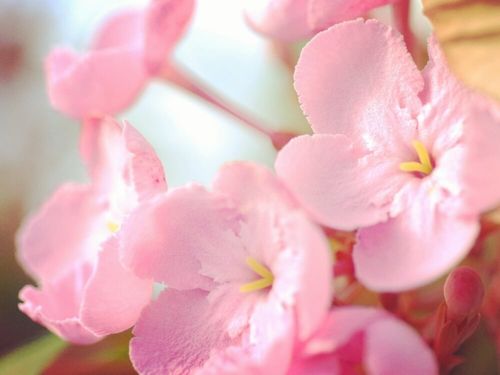 ルクリアの花言葉 花の特徴や開花時期 種類やドライフラワーにおすすめ Greensnap グリーンスナップ