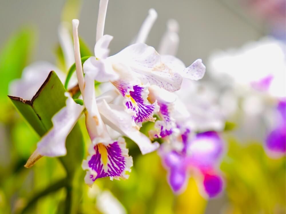 冬の花　カトレア