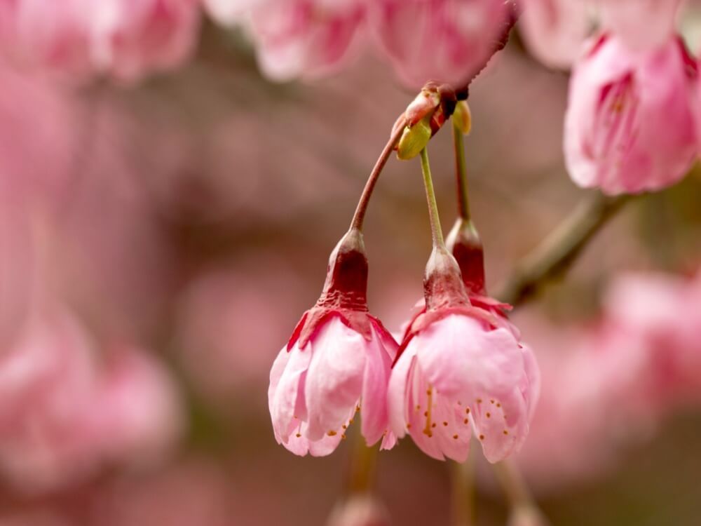 冬の花　寒桜　カンザクラ