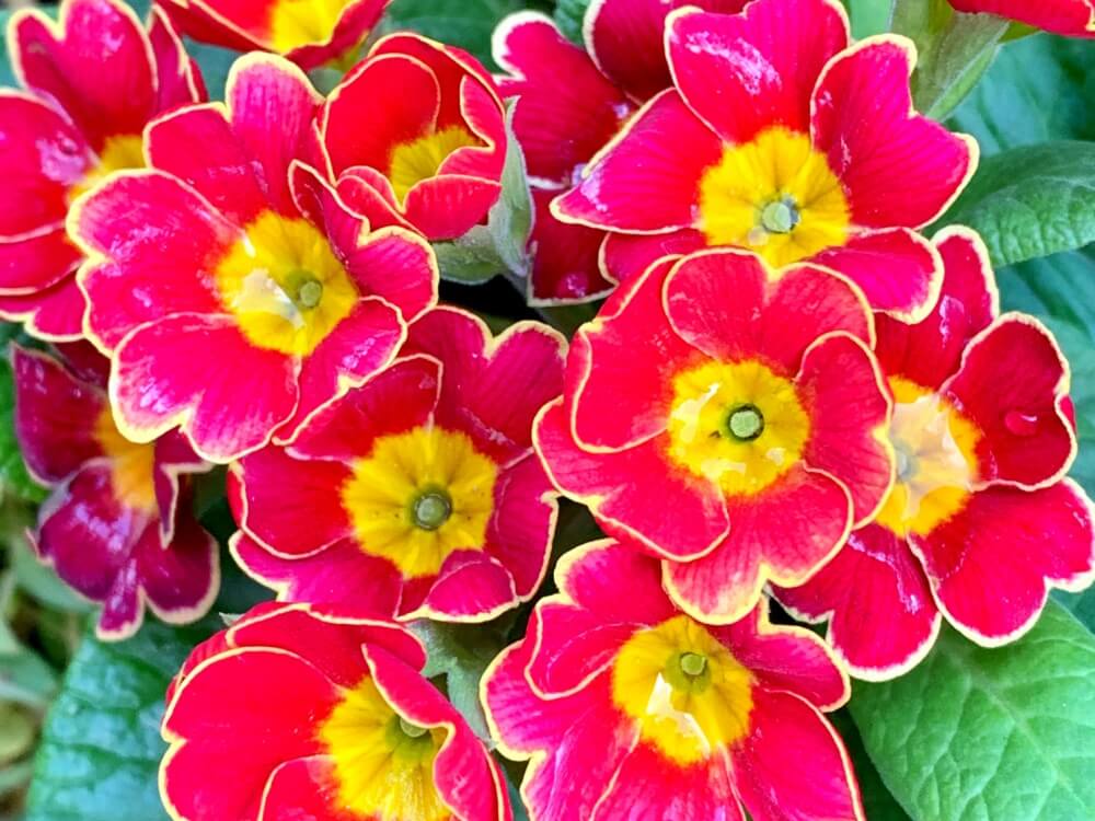 冬の花図鑑30選 冬に咲く花の種類は それぞれの開花時期はいつから Greensnap グリーンスナップ