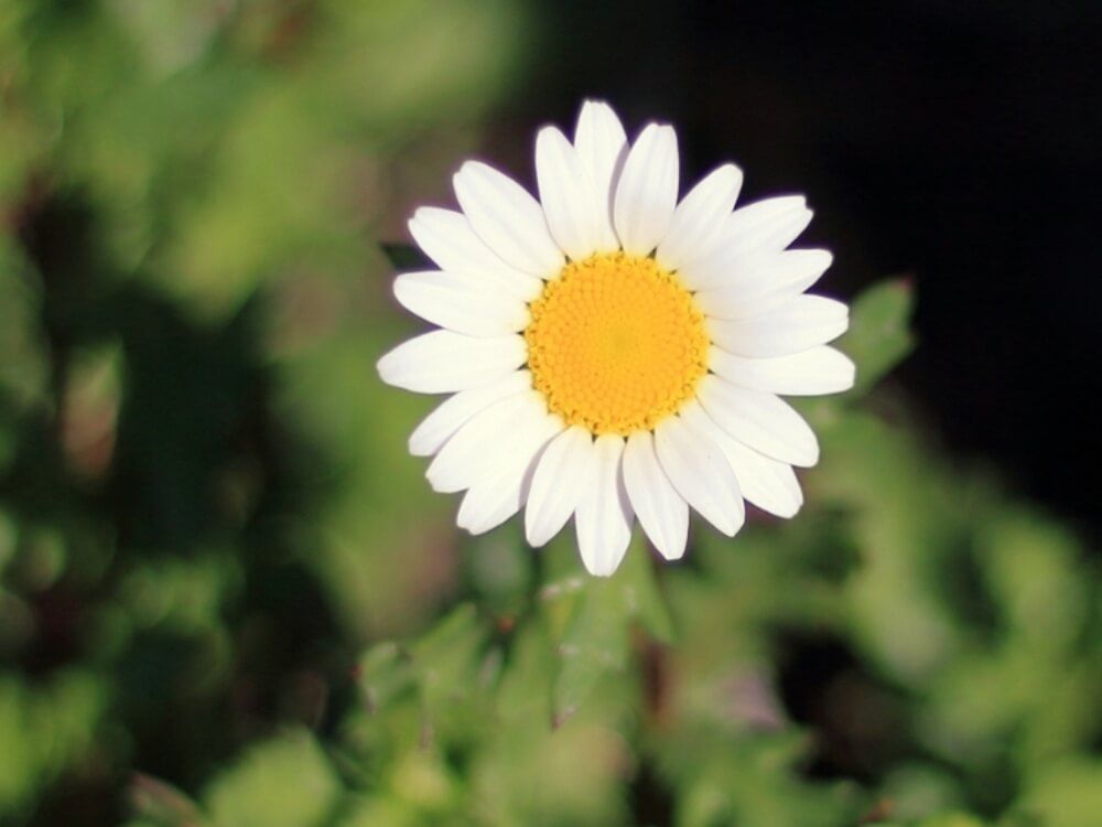 冬の花　ノースポール　白い花