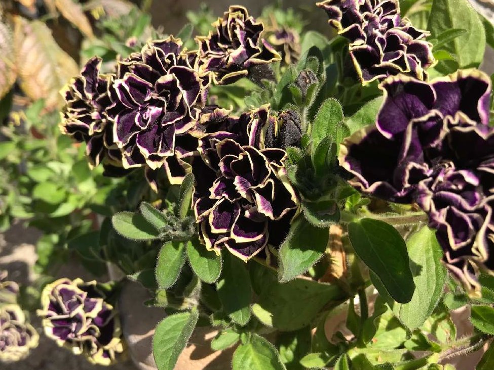 黒真珠　黒い花
