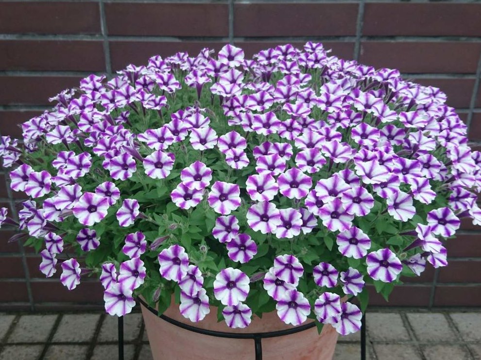 スーパーチュニア　紫色の花