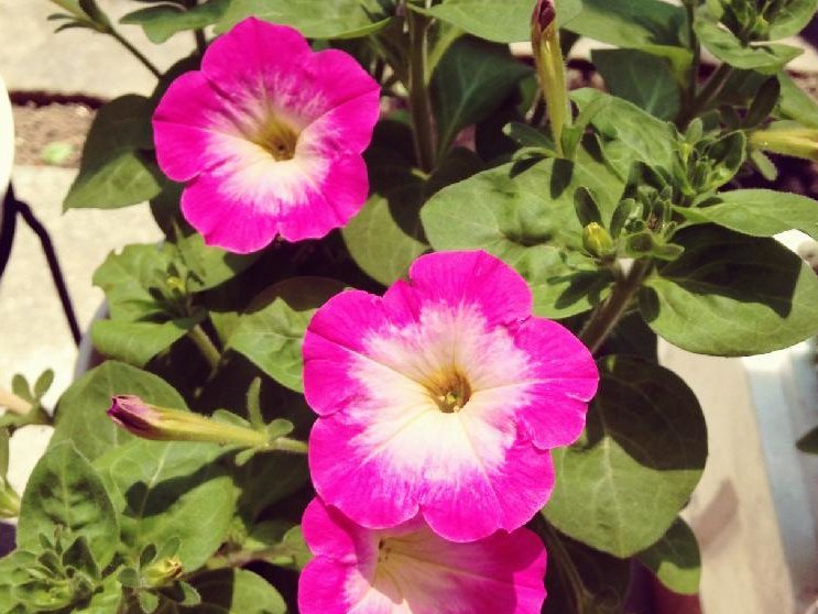 バカラ　ピンク色の花