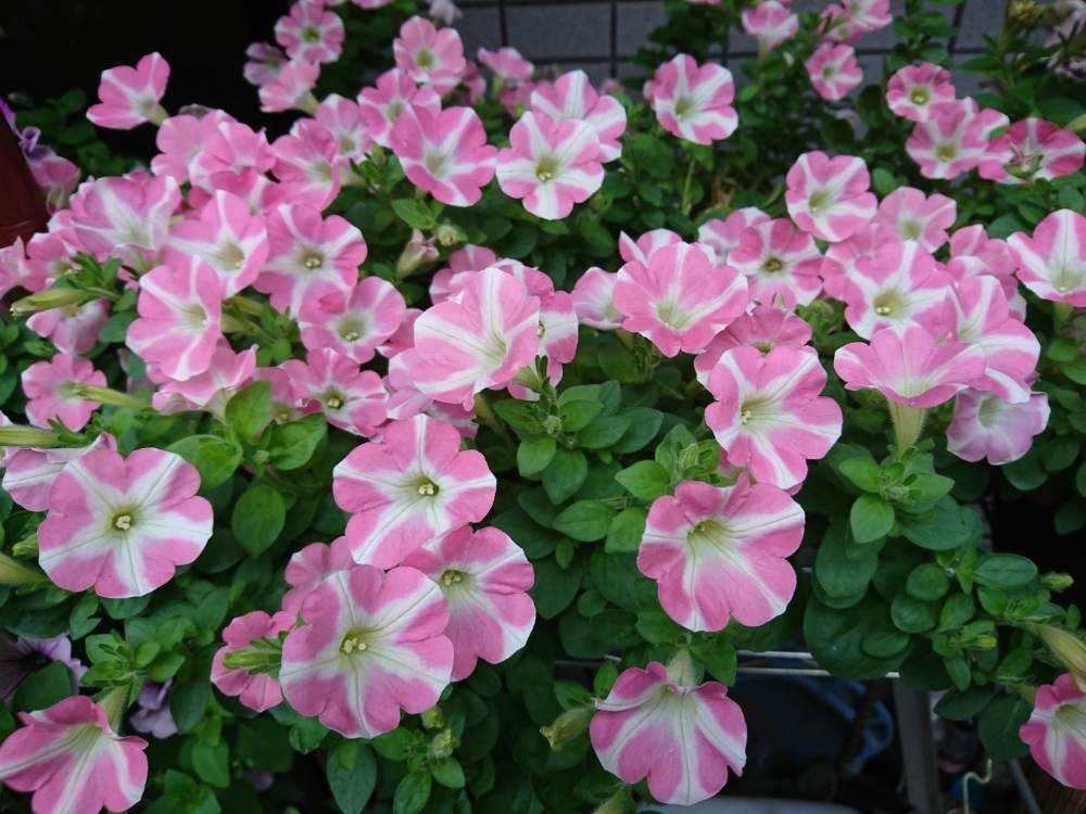 ペチュニア　ピンク色の花